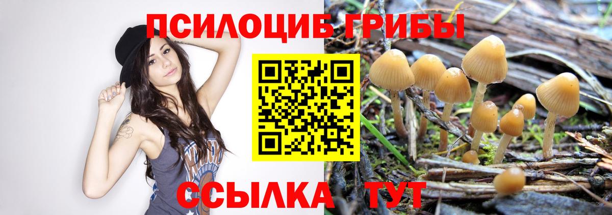 купить наркотик  Вход с VPN  Ахтубинск  Псилоцибиновые грибы GOLDEN TEACHER 